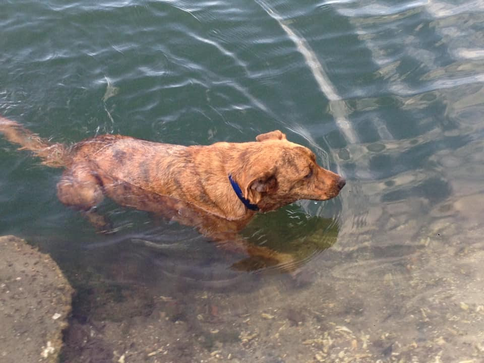 Tan dog swimming at beach