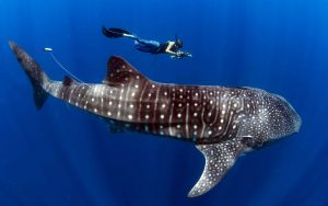 whale shark