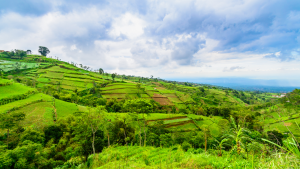 tropical farmland