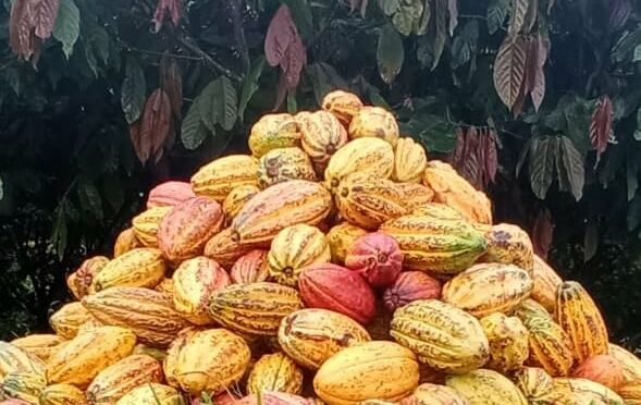 Cocoa Plants